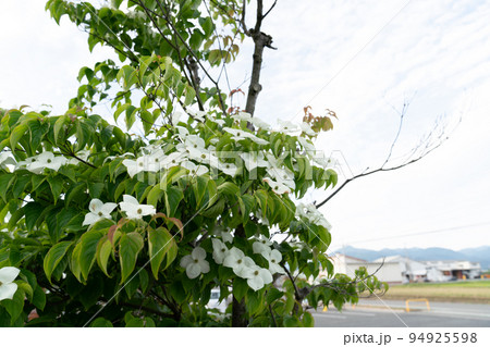 山法師 94925598