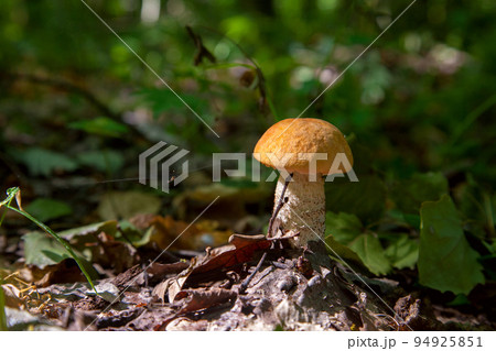 Single red boletus mushroom in the wild. Red boletus mushroom grows on the forest floor at autumn season.. Single red boletus mushroom in the wild. Red boletus mushroom grows on the forest floor at autumn season.. 94925851