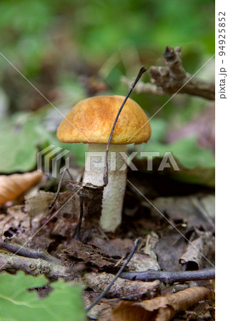 Single red boletus mushroom in the wild. Red boletus mushroom grows on the forest floor at autumn season.. Single red boletus mushroom in the wild. Red boletus mushroom grows on the forest floor at autumn season.. 94925852
