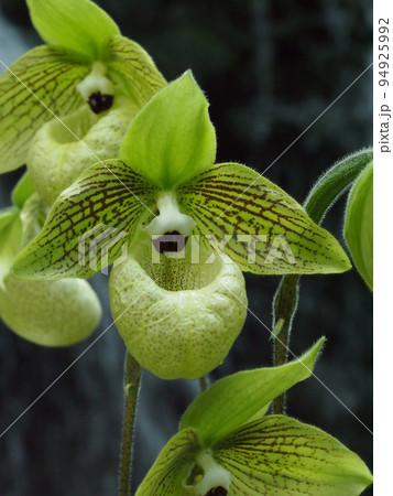 パフィオペディラム・マリポエンセ　Paphiopedilum malioponse 94925992