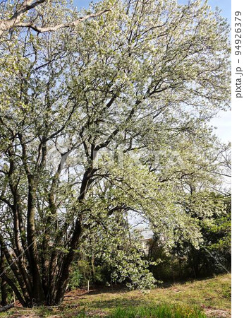 山桜 ヤマザクラ 山桜 ヤマザクラ 94926379