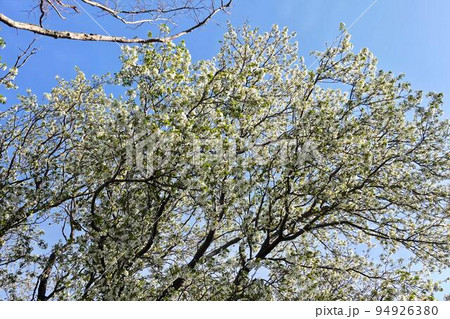 山桜 ヤマザクラ 山桜 ヤマザクラ 94926380