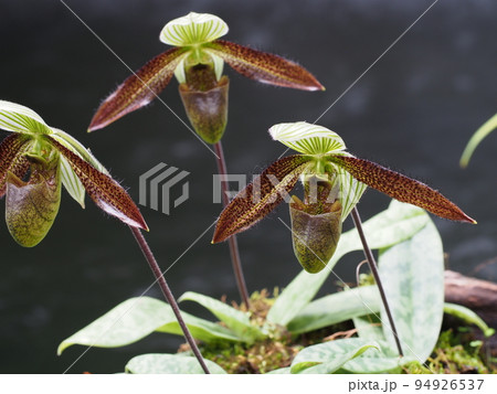 パフィオペディラム・ワルディイ Paphiopedilum wardii パフィオペディラム・ワルディイ Paphiopedilum wardii 94926537