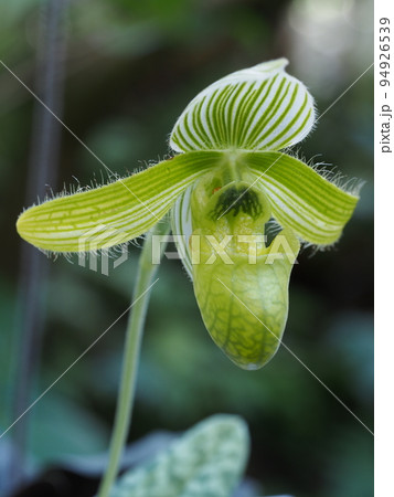パフィオペディルム・ワルディ・アルバ Paphiopedilum wardii f, alba パフィオペディルム・ワルディ・アルバ Paphiopedilum wardii f, alba 94926539