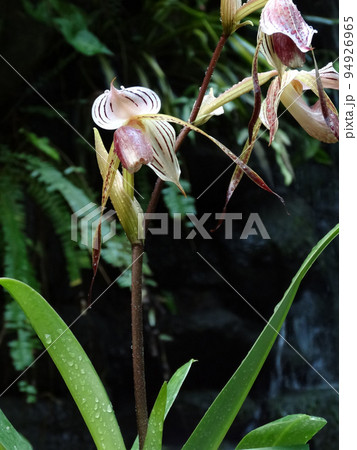 パフィオペディラム・ストネイ　Paphiopedilum stonei 94926965
