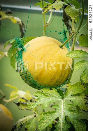 Watermelon growing in the garden. Watermelon growing in the garden. 94927127