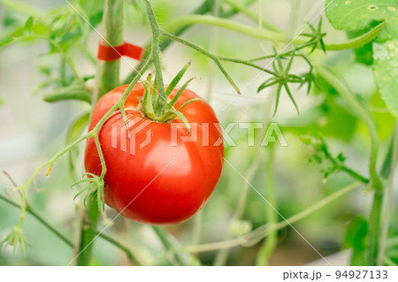 bunch of natural tomatoes 94927133