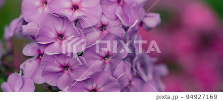 Pink phlox close-up. Pink phlox close-up. 94927169