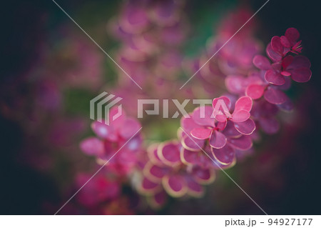 Purple Japanese barberry 94927177