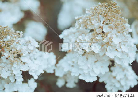 white hydrangea flowers 94927223