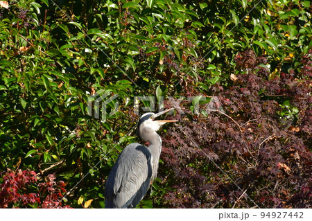 秋の公園で鳴いて威嚇するアオサギ 秋の公園で鳴いて威嚇するアオサギ 94927442