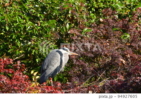 秋の公園で威嚇するアオサギ 秋の公園で威嚇するアオサギ 94927605