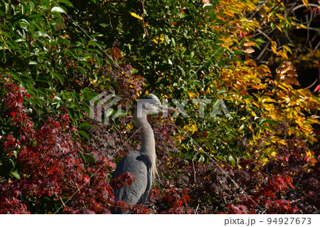 秋の公園で威嚇するアオサギ 94927673