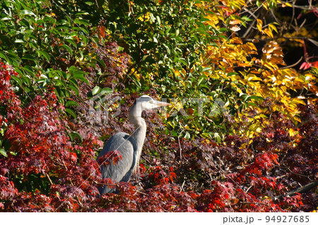 秋の公園で羽を休めるアオサギ 94927685