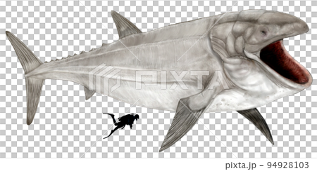 Reeditex, the largest bony fish in history 94928103