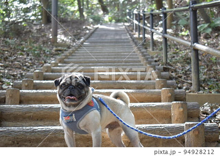 パグ、金毘羅山に登る パグ、金毘羅山に登る 94928212