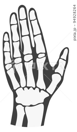 Human palm bones. Finger phalanges. Hand anatomy 94928264