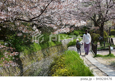 日本の京都府の京都市　銀閣寺近くの哲学の道　満開の桜と小川　遊歩道を歩く親子の後ろ姿 94928476