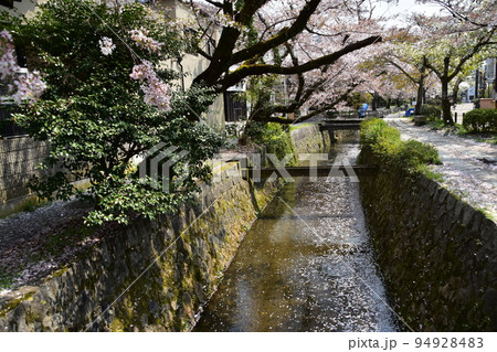 日本の京都府の京都市 銀閣寺近くの哲学の道 満開の桜と小川と遊歩道 日本の京都府の京都市 銀閣寺近くの哲学の道 満開の桜と小川と遊歩道 94928483