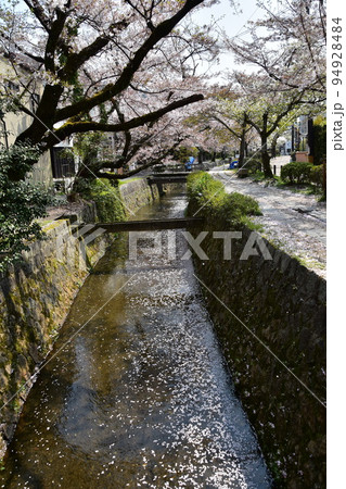 日本の京都府の京都市 銀閣寺近くの哲学の道 満開の桜と小川 散った桜の花びらが水面を流れる花筏 日本の京都府の京都市 銀閣寺近くの哲学の道 満開の桜と小川 散った桜の花びらが水面を流れる花筏 94928484