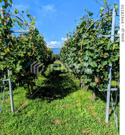 山梨のぶどう畑 山梨のぶどう畑 94928550