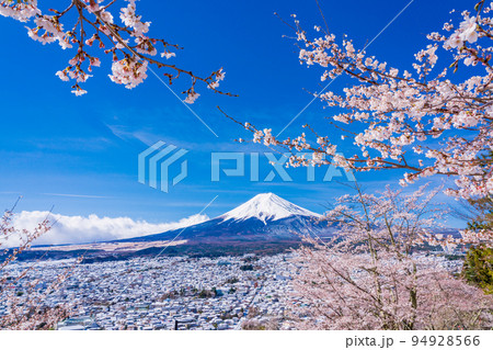 （山梨県）桜咲く新倉山浅間公園から望む富士山 94928566