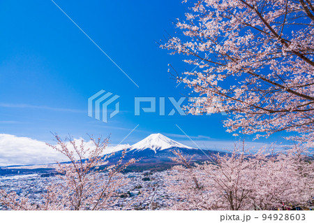 (山梨県)桜咲く新倉山浅間公園から望む富士山 (山梨県)桜咲く新倉山浅間公園から望む富士山 94928603