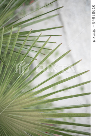 Fresh green tropical fern on beach seacoast textured freshness rainforest plant harmony life balance 94928610
