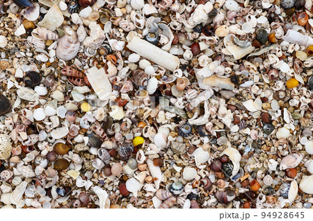 Heap shells of molluscs on the beach at low tide 94928645
