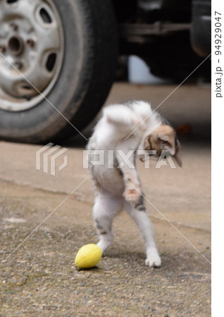 ぬいぐるみ相手にカンフーをしているような、二本足で立つ子猫 ぬいぐるみ相手にカンフーをしているような、二本足で立つ子猫 94929047