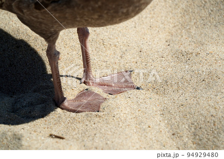 detail of paws of a seagull on nantucket island sandy beach atlantic ocean 94929480