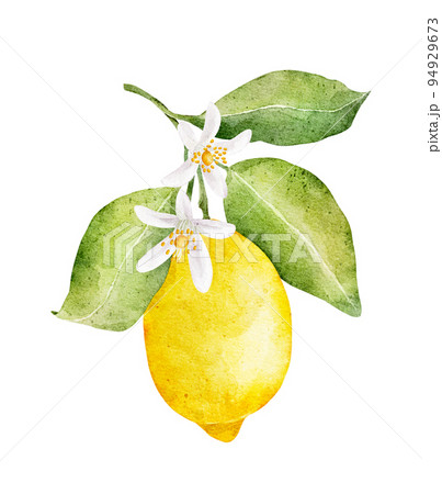Watercolor lemon with flowers isolated on white background. 94929673