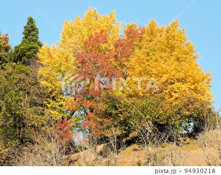 あんずの丘公園の紅葉 熊本県山鹿市菊鹿町下内田 あんずの丘公園の紅葉 熊本県山鹿市菊鹿町下内田 94930218