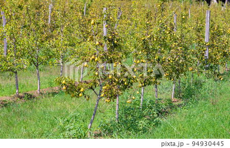 View of rows of growing pear orchard trees on a plantation in Europe Serbia View of rows of growing pear orchard trees on a plantation in Europe Serbia 94930445