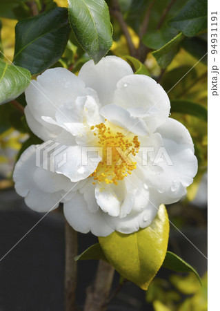 Camellia 94931191
