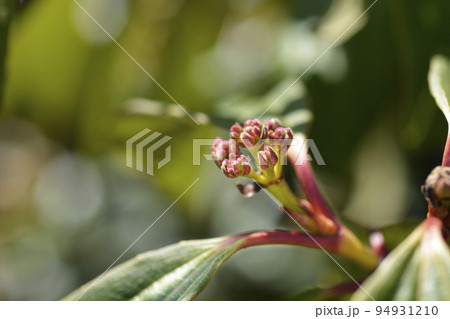 Davids viburnum Davids viburnum 94931210