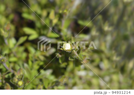 Mountain sandwort Mountain sandwort 94931214