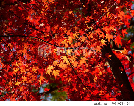 秋の紅葉の愛知県緑化センター 秋の紅葉の愛知県緑化センター 94931236