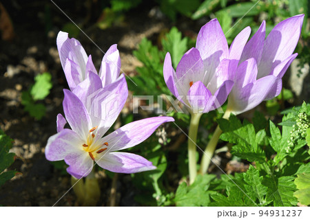 コルチカム（犬サフラン） 94931237