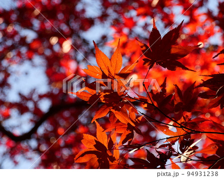 秋の紅葉の愛知県緑化センター 秋の紅葉の愛知県緑化センター 94931238
