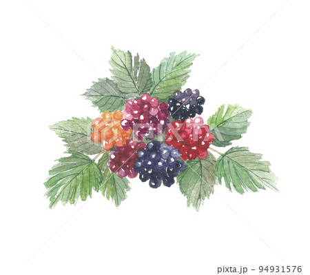 トックリイチゴ　徳利苺 94931576