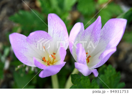 コルチカム（犬サフラン） 94931753