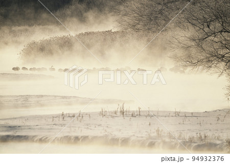 朝日に染まる樹氷に包まれたタンチョウのねぐら（北海道・鶴居） 94932376