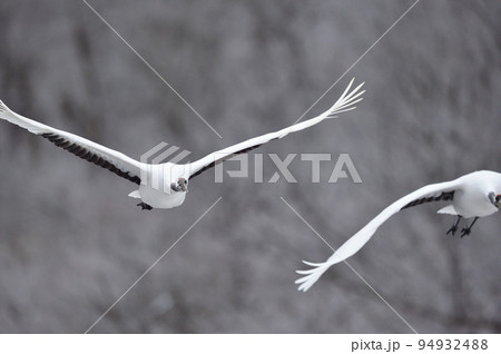 樹氷に囲まれたねぐらから飛び立つタンチョウの群れ（北海道・鶴居） 94932488