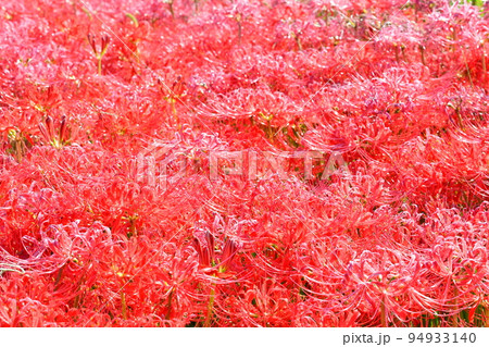 咲き誇る彼岸花 咲き誇る彼岸花 94933140
