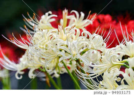 白花曼珠沙華 白花曼珠沙華 94933175