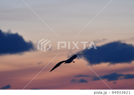 カモメ、羅臼の流氷、知床半島、北海道 94933621