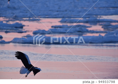 オオワシ、羅臼の流氷、知床半島、北海道 94933798