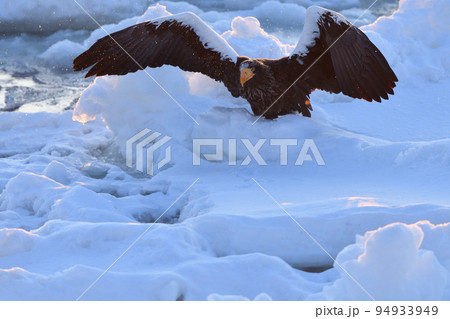 オオワシ、羅臼の流氷、知床半島、北海道 オオワシ、羅臼の流氷、知床半島、北海道 94933949