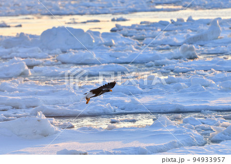オオワシ、羅臼の流氷、知床半島、北海道 94933957
